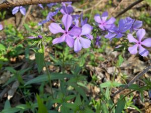 Nature And Forest Therapy - Association of Nature & Forest Therapy