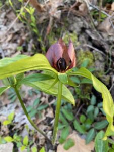 Nature And Forest Therapy - Association of Nature & Forest Therapy