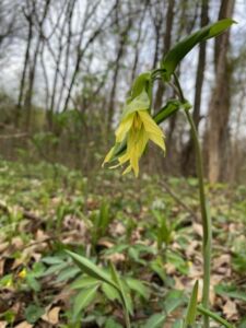Nature And Forest Therapy - Association of Nature & Forest Therapy