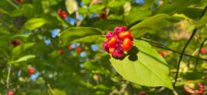 Nature And Forest Therapy - Association of Nature & Forest Therapy