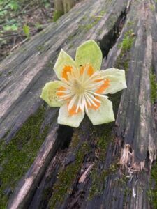 Nature And Forest Therapy - Association of Nature & Forest Therapy