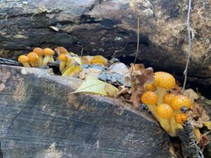 Nature And Forest Therapy - Association of Nature & Forest Therapy
