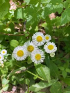 Nature And Forest Therapy - Association of Nature & Forest Therapy