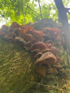 Nature And Forest Therapy - Association of Nature & Forest Therapy