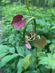 Nature And Forest Therapy - Association of Nature & Forest Therapy