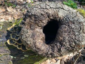 Nature And Forest Therapy - Association of Nature & Forest Therapy