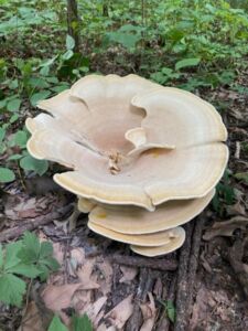 Nature And Forest Therapy - Association of Nature & Forest Therapy