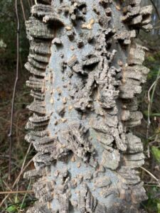 Nature And Forest Therapy - Association of Nature & Forest Therapy