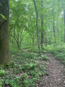 Nature And Forest Therapy - Association of Nature & Forest Therapy