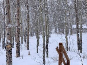 Nature And Forest Therapy - Association of Nature & Forest Therapy