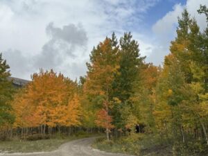 Nature And Forest Therapy - Association of Nature & Forest Therapy