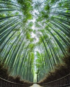 Nature And Forest Therapy - Association of Nature & Forest Therapy