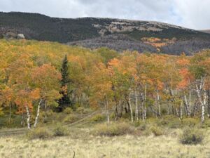 Nature And Forest Therapy - Association of Nature & Forest Therapy