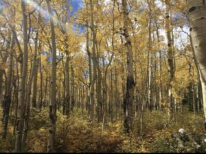 Nature And Forest Therapy - Association of Nature & Forest Therapy