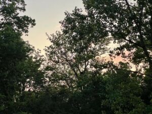 Nature And Forest Therapy - Association of Nature & Forest Therapy