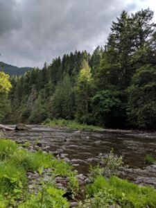 Nature And Forest Therapy - Association of Nature & Forest Therapy