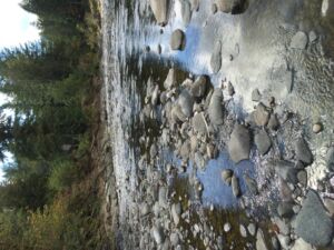 Nature And Forest Therapy - Association of Nature & Forest Therapy