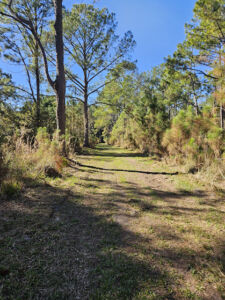 Nature And Forest Therapy - Association of Nature & Forest Therapy