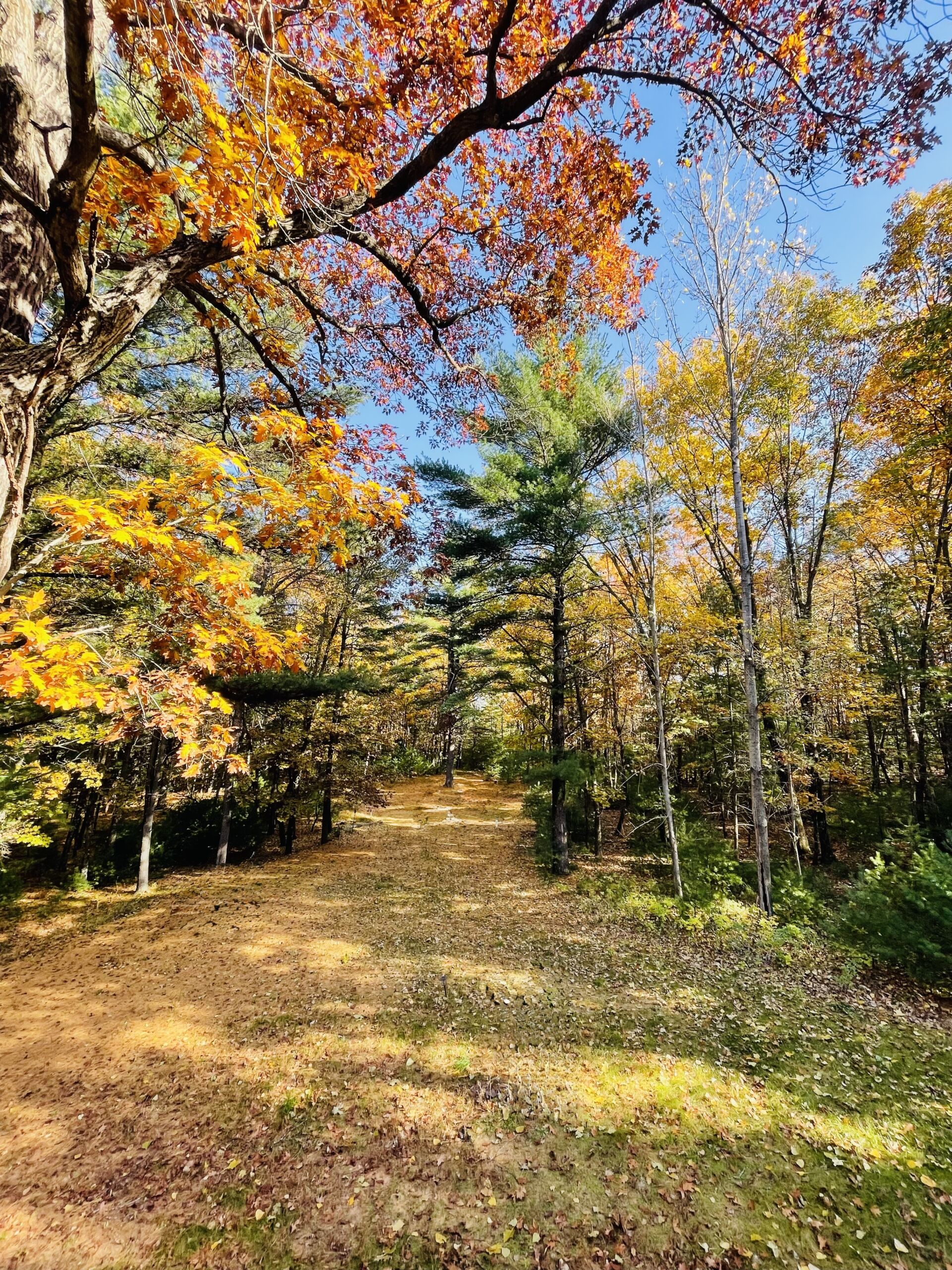 Nature And Forest Therapy - Association of Nature & Forest Therapy