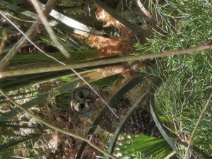 Come Wander With Me - Association of Nature & Forest Therapy