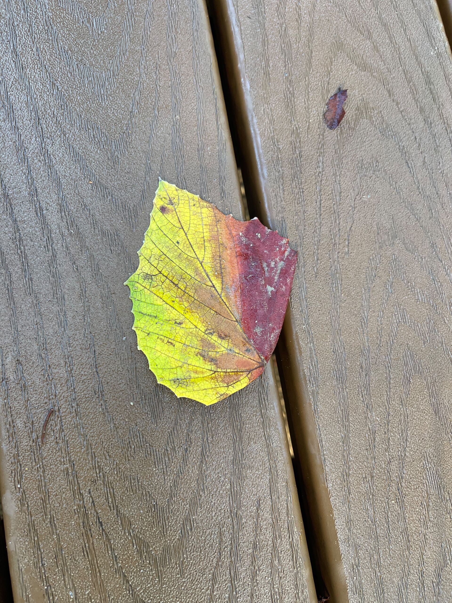 A World of Listening: Celebrating a Global Weekend of Forest Bathing and Soundwalks - Association of Nature & Forest Therapy