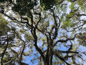 Come Wander With Me - Association of Nature & Forest Therapy