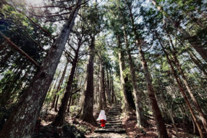 yakusugi forest halogen condense 14kilS2qZTk unsplash scaled 1 - Association of Nature & Forest Therapy