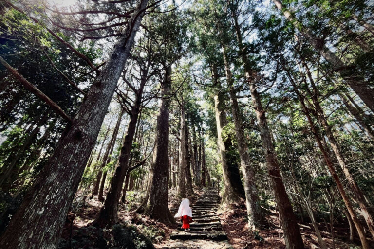 Yakusugi Forest