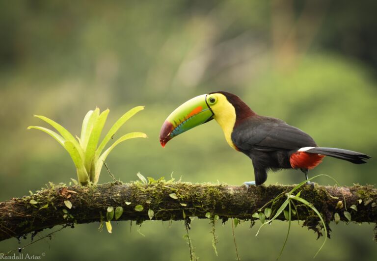 Rainforest