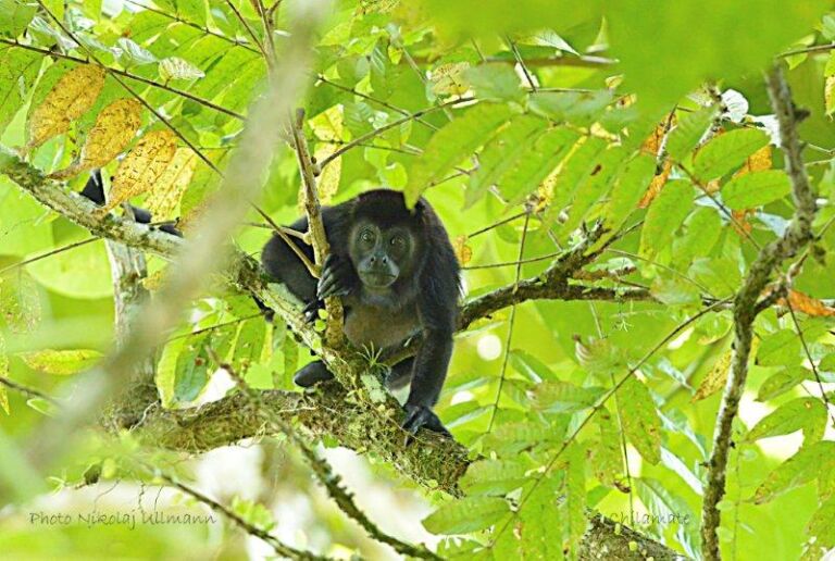 Costa Rica Monkey NIK6292 - Association of Nature & Forest Therapy