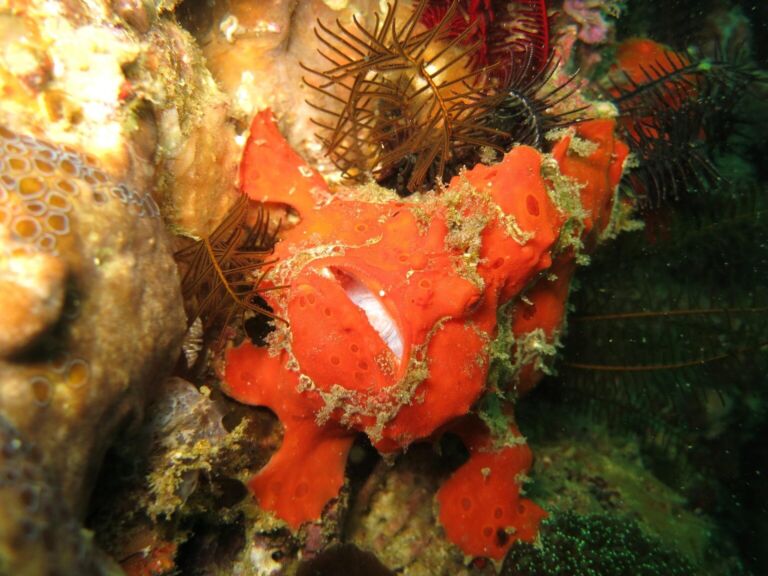 Frogfish
