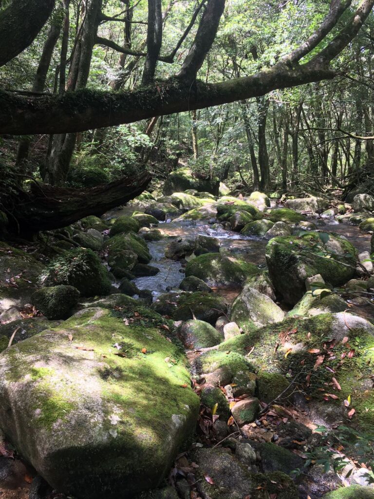 Japan 1 - Association of Nature & Forest Therapy