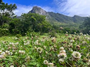 Japan Banner - Association of Nature & Forest Therapy