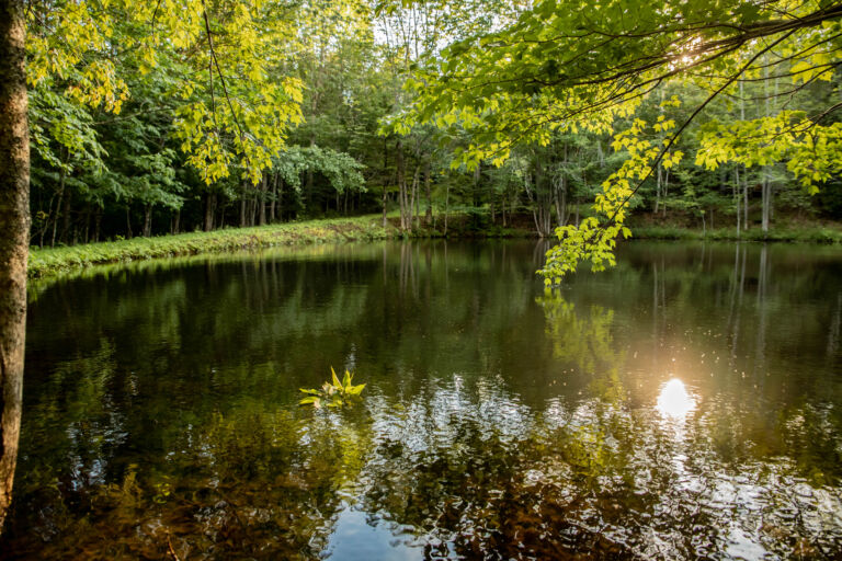 Maine Casa Portal Pond - Association of Nature & Forest Therapy