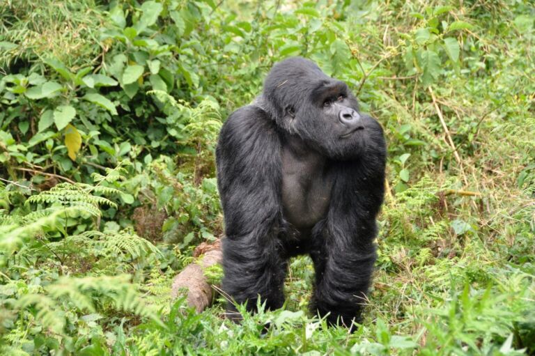 Mountain Gorilla