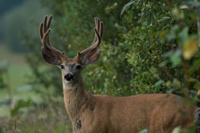 Mule Deer
