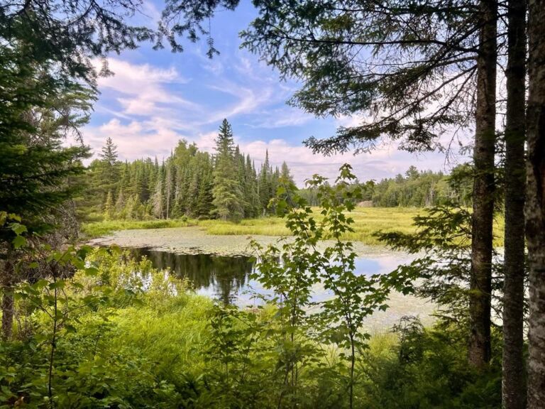 Canadian Shield Forest