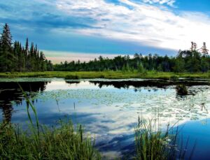 Ontario Dharma Centre lillypads - Association of Nature & Forest Therapy