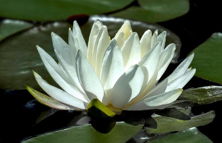Ontario Dharma Centre water lilly - Association of Nature & Forest Therapy