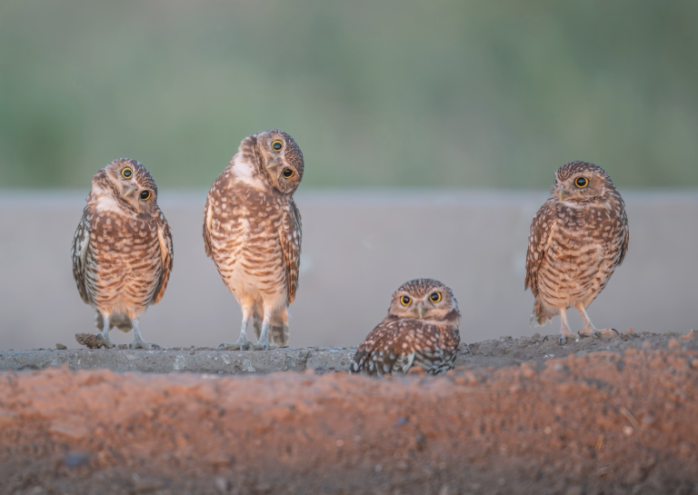 Burrowing Owl
