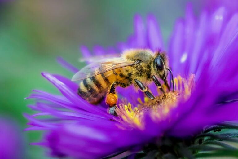 Honey Bee