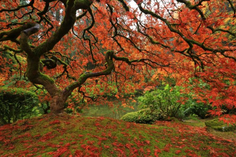 Japanese Maple