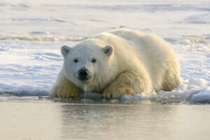 Start Online First Trainings - Association of Nature & Forest Therapy