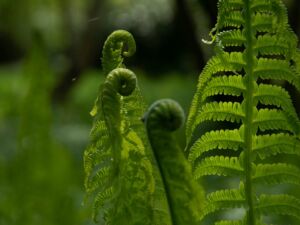 Start Online First Trainings - Association of Nature & Forest Therapy