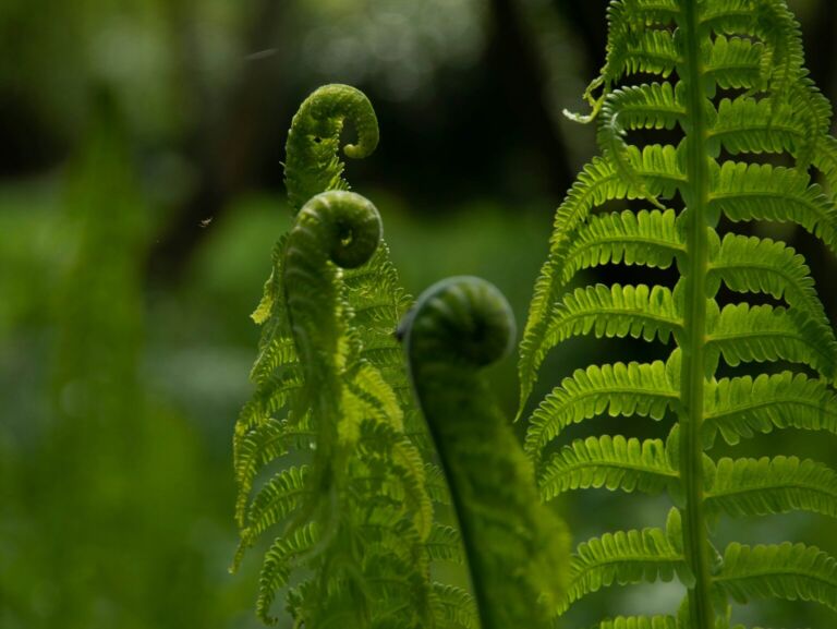 Unfurling Ferns