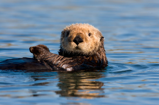 Sea Otter