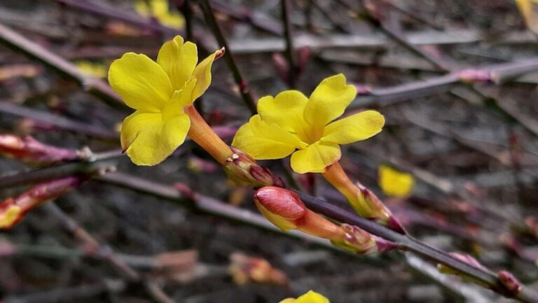 Winter Jasmine
