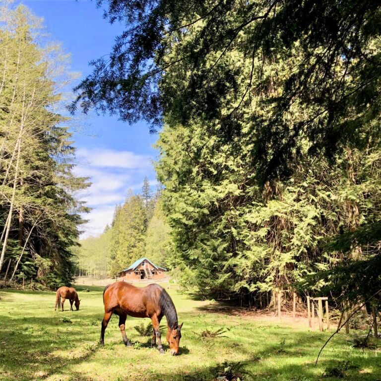 Xenia horses 2 - Association of Nature & Forest Therapy