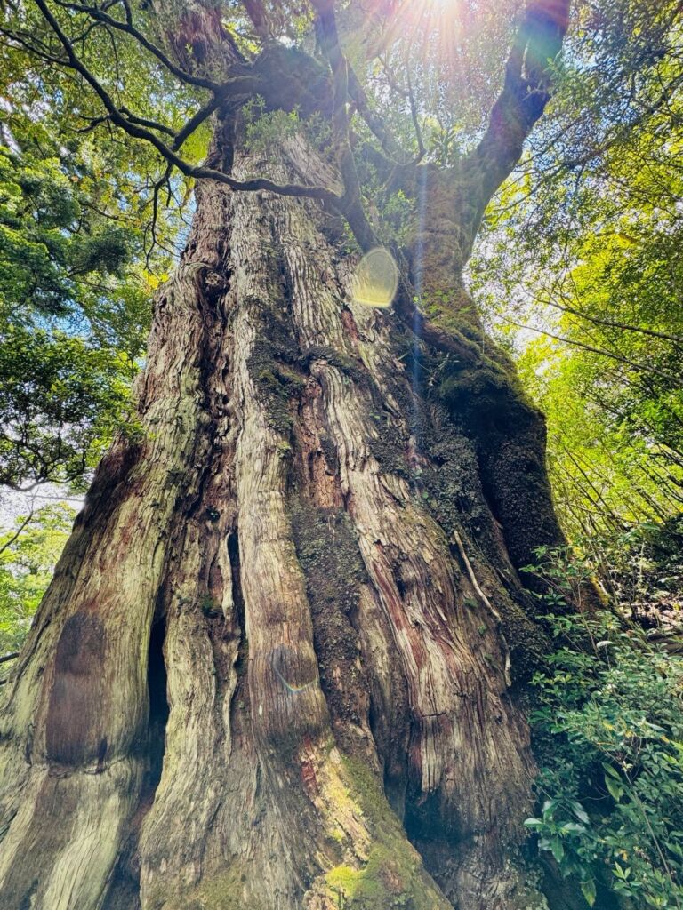Yakusugi Forest