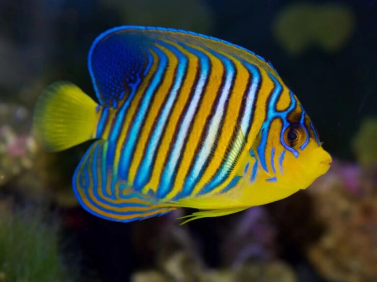 Angelfish